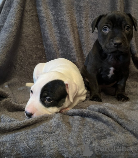 Photo №3. Staffordshire Bull Terrier Puppies. Australia