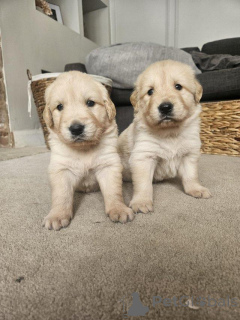 Photo №1. golden retriever - for sale in the city of Antwerp | Is free | Announcement № 154058