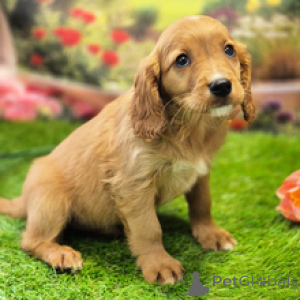 Photo №4. I will sell cavalier king charles spaniel in the city of Sydney. private announcement - price - 600$