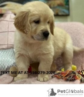 Photo №1. golden retriever - for sale in the city of Nashville | 500$ | Announcement № 124024