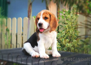 Photo №1. beagle - for sale in the city of Arnsberg | negotiated | Announcement № 169299