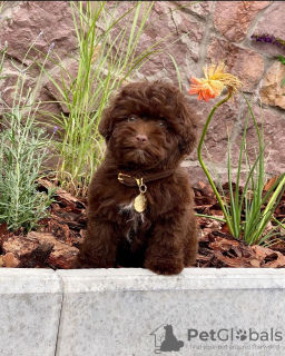 Photo №3. Adorable Cavachon puppies. Germany