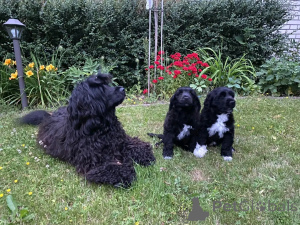 Photo №2 to announcement № 139085 for the sale of portuguese water dog - buy in Germany breeder