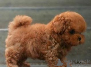 Photo №1. poodle (toy) - for sale in the city of Belgrade | negotiated | Announcement № 172547