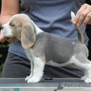 Photo №2 to announcement № 167285 for the sale of beagle - buy in Germany private announcement