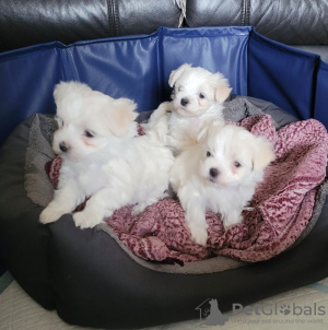 Additional photos: Gorgeous Maltese Puppies