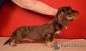 Additional photos: Brown and tan standard wirehaired dachshund puppy