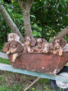 Photo №1. dachshund - for sale in the city of Aalborg | 671$ | Announcement № 173396