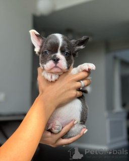 Photo №1.  - for sale in the city of Munich | 565$ | Announcement № 150644