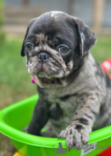 Photo №1. pug - for sale in the city of Sombor | 1412$ | Announcement № 148405