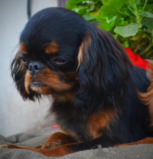 Additional photos: King charles spaniel