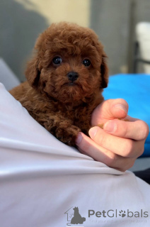 Photo №1. poodle (toy) - for sale in the city of Birmingham | 424$ | Announcement № 143765