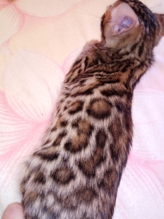 Photo №1. bengal cat - for sale in the city of Krivoy Rog | 200$ | Announcement № 1786