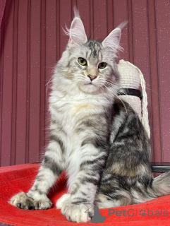 Photo №4. I will sell maine coon in the city of Aston. breeder - price - negotiated