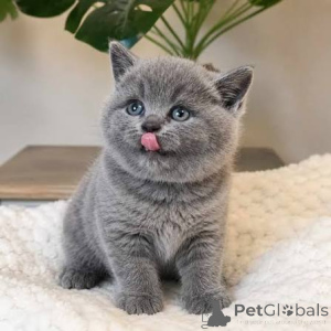Photo №1. british shorthair - for sale in the city of Derby | negotiated | Announcement № 173802