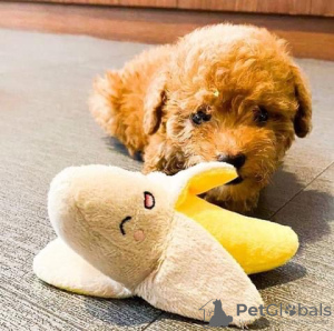 Photo №1. poodle (toy) - for sale in the city of Трентам | 490$ | Announcement № 89894