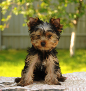 Photo №4. I will sell yorkshire terrier in the city of Podolsk. from nursery, breeder - price - 584$