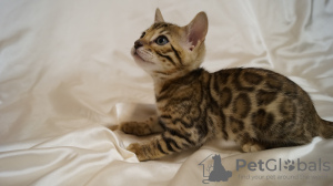 Photo №1. bengal cat - for sale in the city of Kurchatov | 972$ | Announcement № 9308