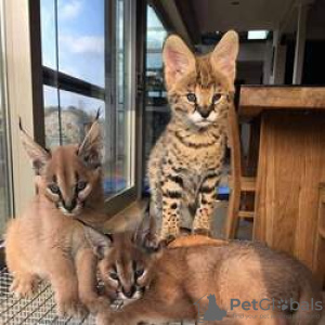 Photo №1. savannah cat - for sale in the city of Strömsund | Is free | Announcement № 48522