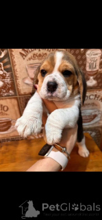 Photo №2 to announcement № 162855 for the sale of  - buy in Belgium 