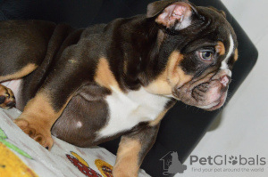 Photo №2 to announcement № 29721 for the sale of english bulldog - buy in Belarus breeder