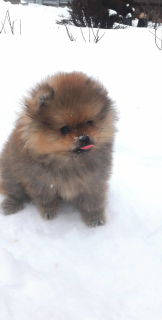 Additional photos: Pomeranian Spitz Boy