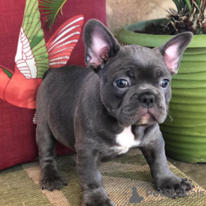 Photo №1. french bulldog - for sale in the city of Porvoo | Is free | Announcement № 128373