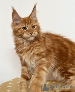 Photo №4. I will sell maine coon in the city of Berlin.  - price - 528$