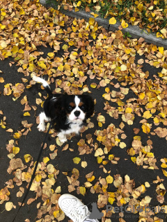 Photo №2 to announcement № 27774 for the sale of cavalier king charles spaniel - buy in Czech Republic private announcement