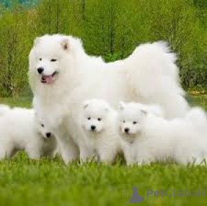 Photo №1. samoyed dog - for sale in the city of Flensburg | 805$ | Announcement № 167631