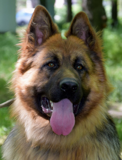 Photo №4. I will sell german shepherd in the city of Odessa. breeder - price - 350$