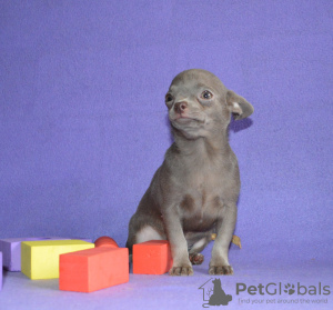 Photo №2 to announcement № 3102 for the sale of chihuahua - buy in Russian Federation from nursery