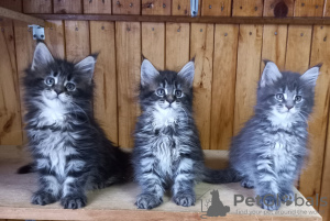 Photo №3. MAINE COON. Russian Federation