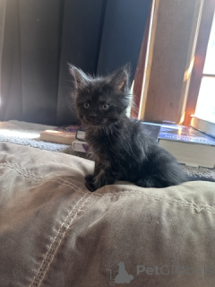 Photo №3. 1/2 Maine Coon kittens. United States