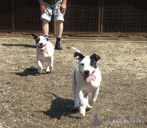 Photo №2 to announcement № 146005 for the sale of american staffordshire terrier - buy in Russian Federation 