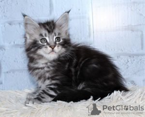 Photo №1. maine coon - for sale in the city of Москва | 538$ | Announcement № 9316