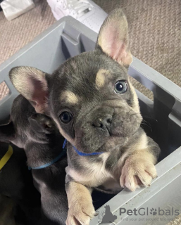 Additional photos: French Bulldog Puppies Puppy Kc Blue Lilac Tans