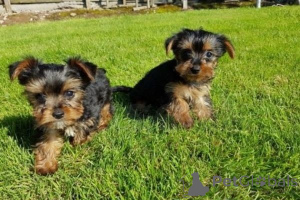 Photo №1. yorkshire terrier - for sale in the city of Berlin | 424$ | Announcement № 149687