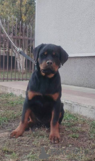 Photo №2 to announcement № 157080 for the sale of rottweiler - buy in Serbia 