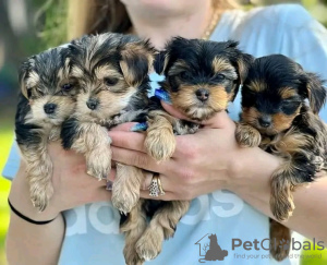 Photo №1. beaver yorkshire terrier - for sale in the city of Helsinki | 475$ | Announcement № 123319