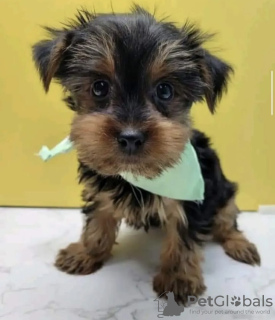 Photo №2 to announcement № 105230 for the sale of yorkshire terrier - buy in United States private announcement, breeder