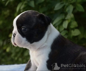 Photo №1. boston terrier - for sale in the city of Belgrade | negotiated | Announcement № 114441