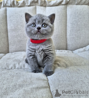 Photo №2 to announcement № 104274 for the sale of british shorthair - buy in Russian Federation breeder