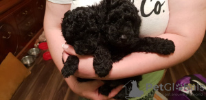 Photo №3. miniature poodle puppies. Germany