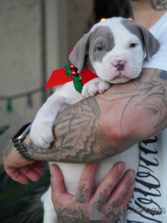 Photo №2 to announcement № 160712 for the sale of  - buy in Sweden breeder