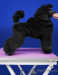 Photo №3. Black Poodle toy. Serbia