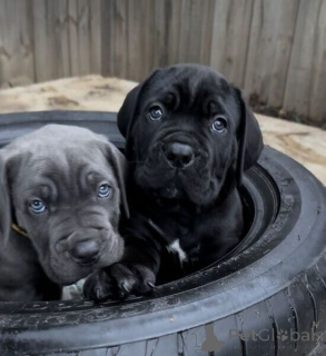 Photo №2 to announcement № 169647 for the sale of cane corso - buy in Belgium 