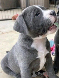 Photo №2 to announcement № 168966 for the sale of american pit bull terrier - buy in Germany breeder