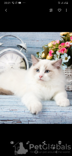 Photo №2 to announcement № 10187 for the sale of ragdoll - buy in Belarus private announcement