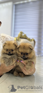 Photo №3. Pomeranian Puppies. Serbia